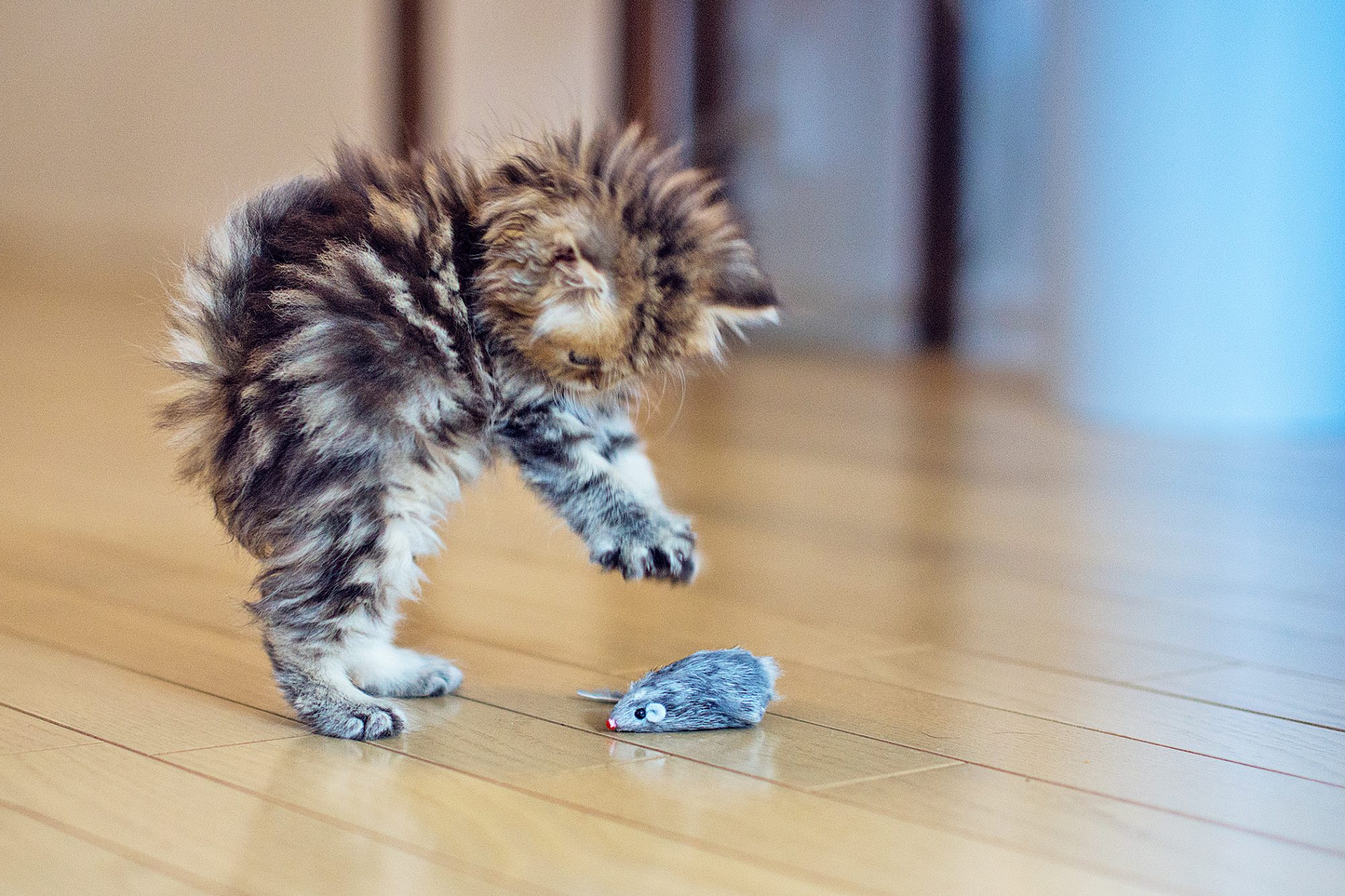 Eine junge Katze spielt mit einer Stoffmaus.